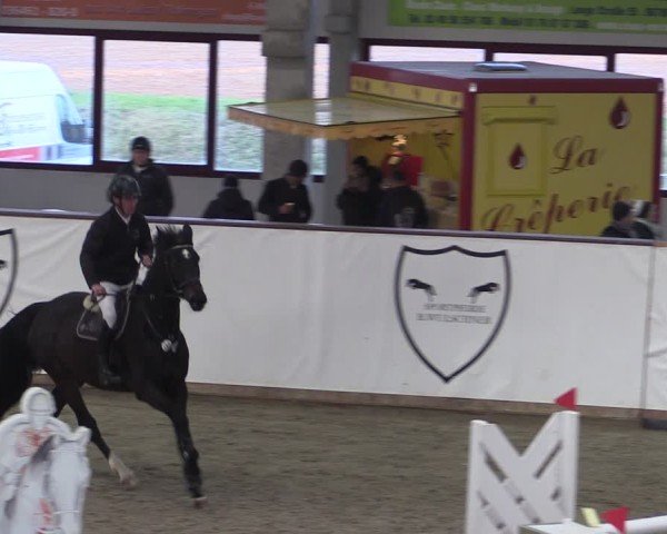 Reitturnier Prussendorf 2024