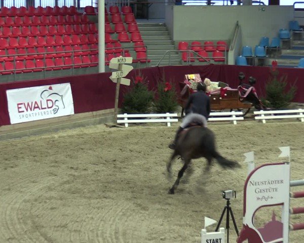 Reitturnier Neustadt/Dosse - Graf von Lindenau-Halle 2024