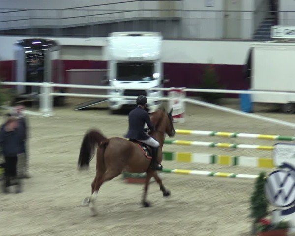 Reitturnier Neustadt/Dosse - Graf von Lindenau-Halle 2024