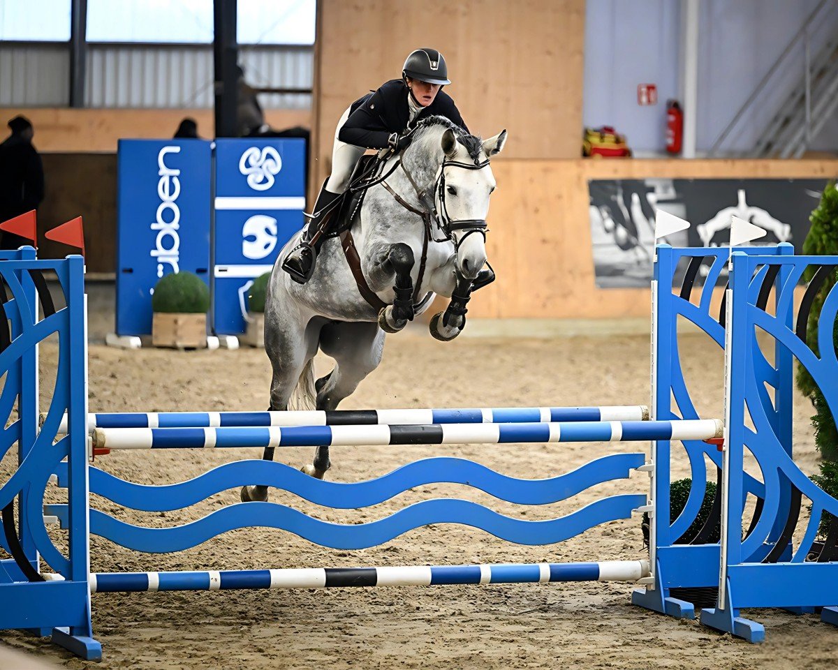 Springpferd Chelesta (Bulgarisches Warmblut, 2018, von Chellentano)