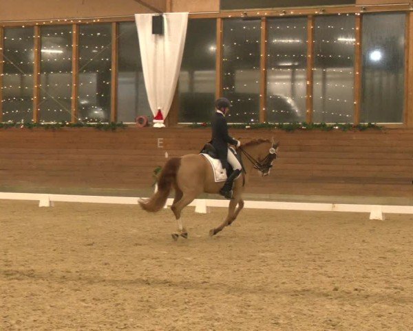 Reitturnier Coesfeld/Lette 2024