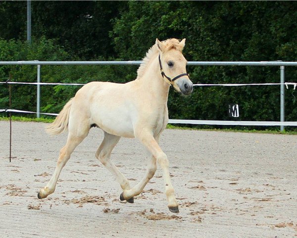 broodmare Daria (Fjord Horse, 2021, from Maurids)