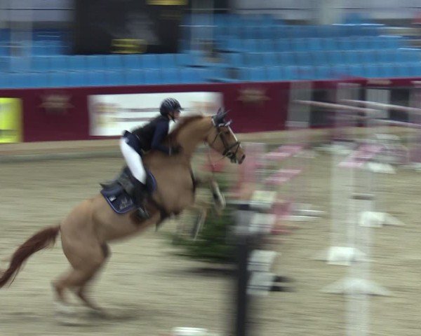 Reitturnier Neustadt/Dosse - Graf von Lindenau-Halle 2024