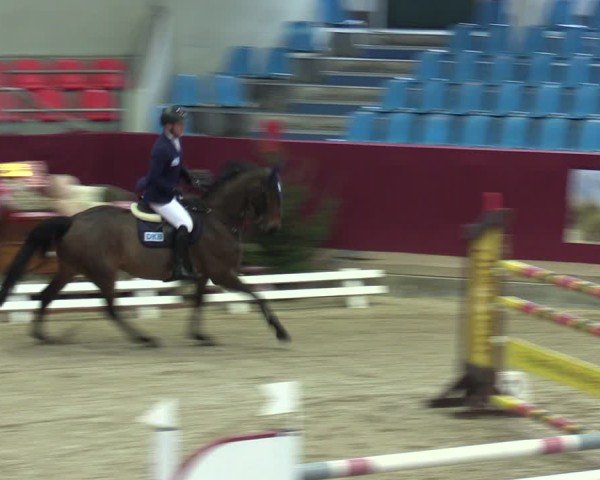 Reitturnier Neustadt/Dosse - Graf von Lindenau-Halle 2024