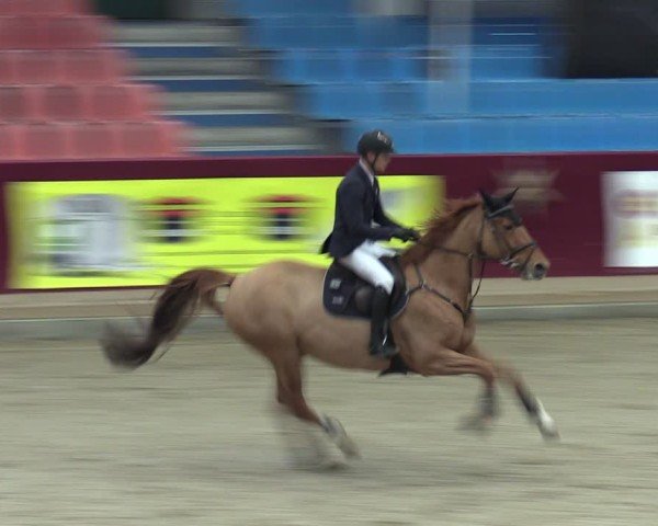 Reitturnier Neustadt/Dosse - Graf von Lindenau-Halle 2024