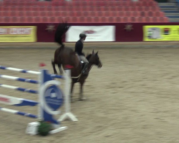 Reitturnier Neustadt/Dosse - Graf von Lindenau-Halle 2024