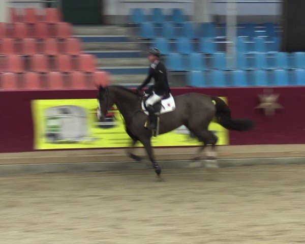 Reitturnier Neustadt/Dosse - Graf von Lindenau-Halle 2024
