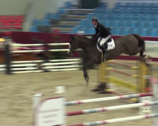 Reitturnier Neustadt/Dosse - Graf von Lindenau-Halle 2024