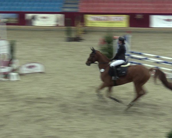 Reitturnier Neustadt/Dosse - Graf von Lindenau-Halle 2024