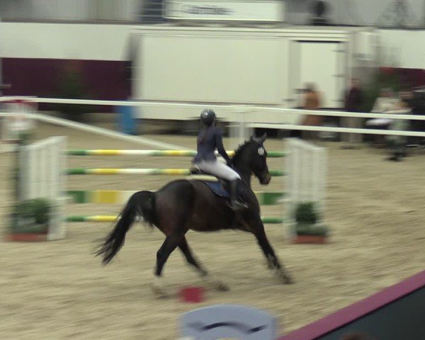 Reitturnier Neustadt/Dosse - Graf von Lindenau-Halle 2024