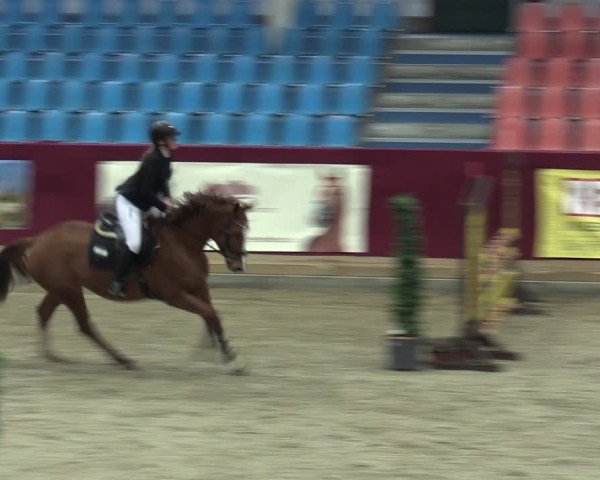 Reitturnier Neustadt/Dosse - Graf von Lindenau-Halle 2024