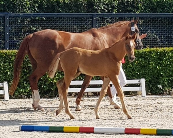 horse Barolo (Westphalian, 2020, from Bon Courage 4)