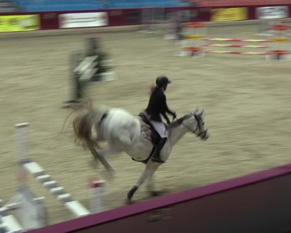 Reitturnier Neustadt/Dosse - Graf von Lindenau-Halle 2024