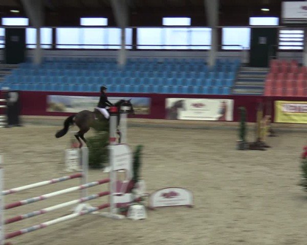 Reitturnier Neustadt/Dosse - Graf von Lindenau-Halle 2024