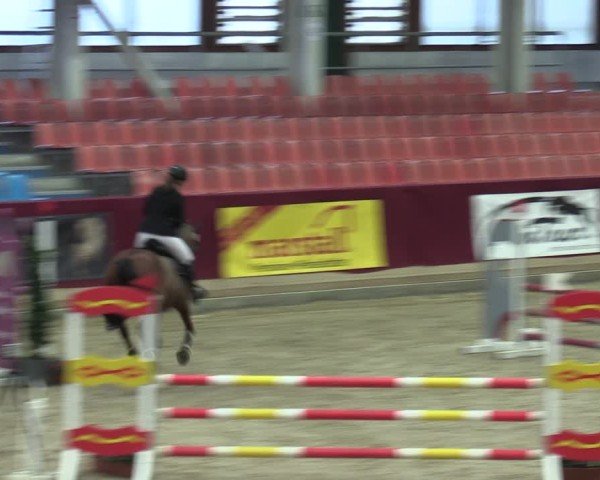 Reitturnier Neustadt/Dosse - Graf von Lindenau-Halle 2024