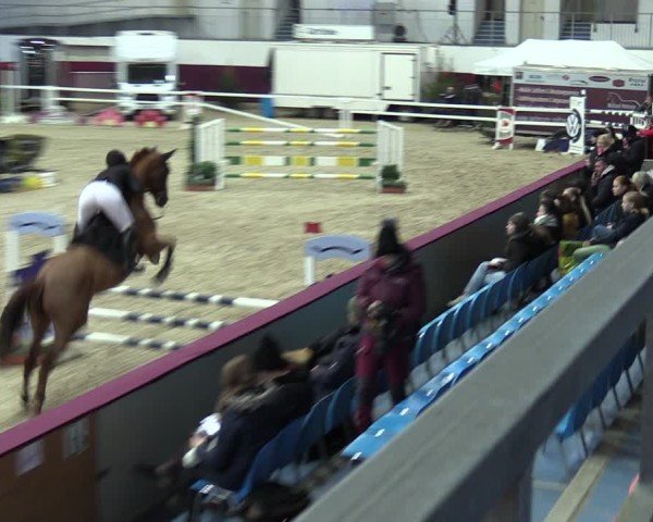 Reitturnier Neustadt/Dosse - Graf von Lindenau-Halle 2024