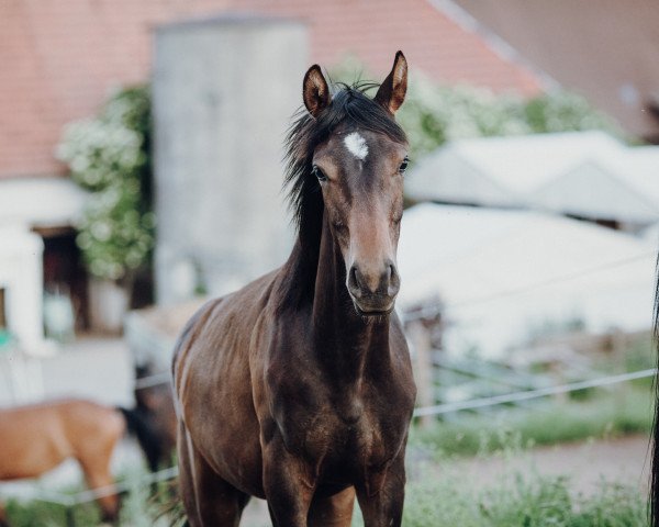 horse Valesco (Westphalian, 2020, from Le Vivaldi)