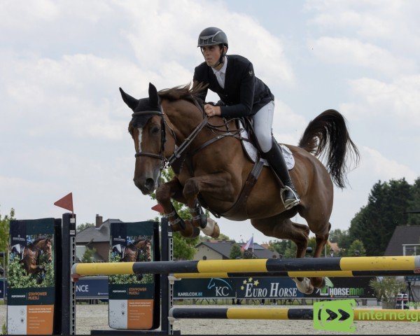 Springpferd Galatee de Riverland (Zangersheide Reitpferd, 2016, von HH Bresil de Riverland)