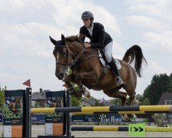 jumper Galatee de Riverland (Zangersheide riding horse, 2016, from HH Bresil de Riverland)
