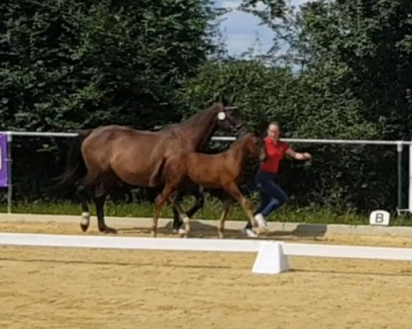 horse Hengst von Zauberlehrling PS / Latouro (Westphalian, 2021, from Zauberlehrling PS OLD)
