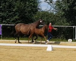 Pferd Hengst von Zauberlehrling PS / Latouro (Westfale, 2021, von Zauberlehrling PS OLD)