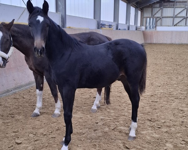 Pferd Dr. Bob (Westfale, 2024, von Der König)