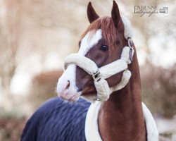 horse My Colourful Moviestar (German Riding Pony, 2017)
