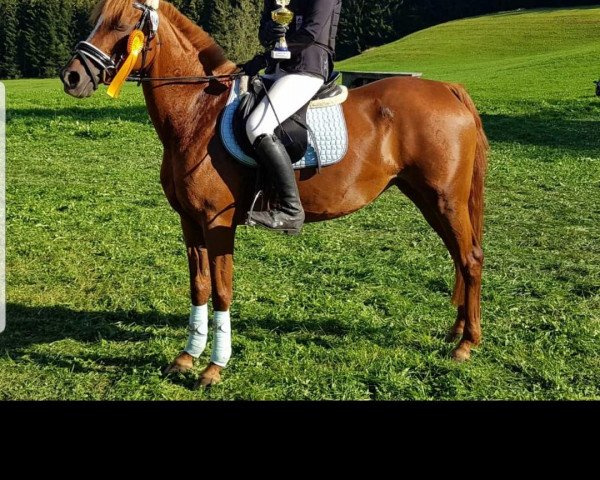 broodmare Mary Lou B 2 (German Riding Pony, 2005, from Montpellier 5)