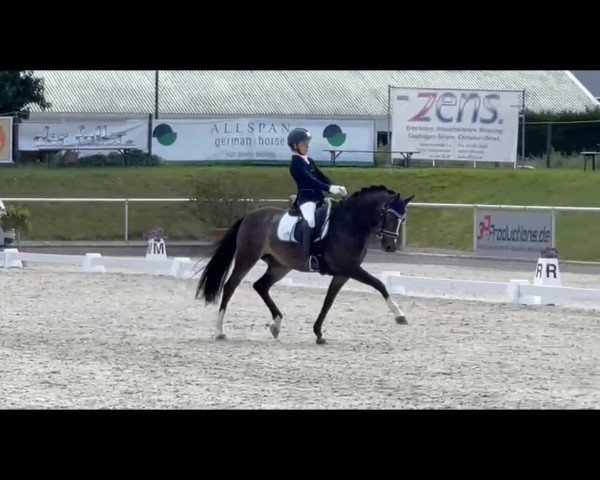 dressage horse Nur Fuer Dich (German Riding Pony, 2007, from Nagano)