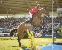 jumper Juan van't Arkelhof (Belgian Warmblood, 2009, from Diamant de Semilly)