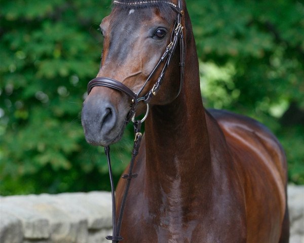 Zuchtstute Oneka B (Deutsches Sportpferd, 2013, von Abke 4)
