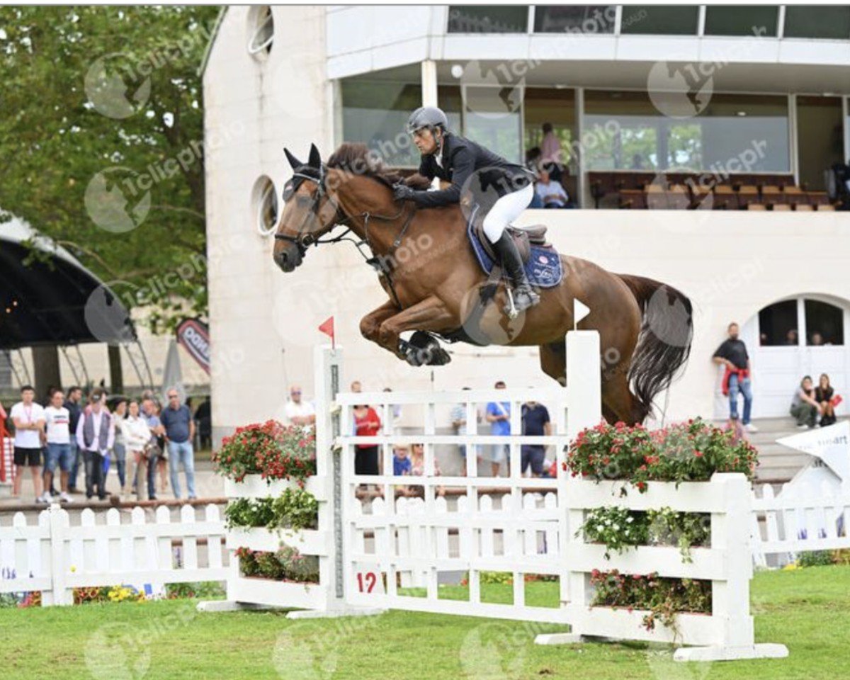 jumper Ezilis du Mesnil (Selle Français, 2014, from Qlassic Bois Margot)