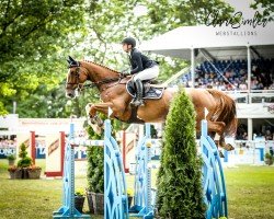 jumper Sire du Veret (Selle Français, 2006, from Igor des Fontenis)