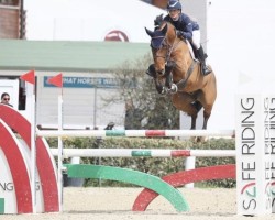 jumper D-Day de Tiji Z (Zangersheide riding horse, 2016, from Don't Touch Tiji Hero)