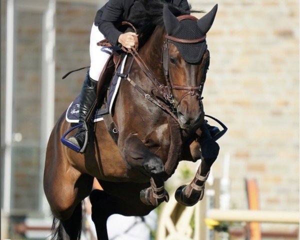 Springpferd Isabelle (KWPN (Niederländisches Warmblut), 2013, von Breitling LS) Springpferd Isabelle (KWPN (Niederländisches Warmblut), 2013, von Breitling LS)