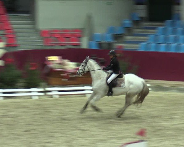 Reitturnier Neustadt/Dosse - Graf von Lindenau-Halle 2024