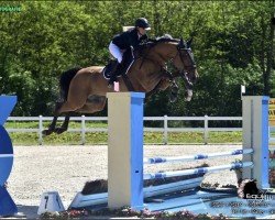 Springpferd GS Fabian (KWPN (Niederländisches Warmblut), 2010)