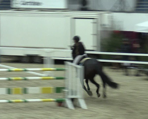 Reitturnier Neustadt/Dosse - Graf von Lindenau-Halle 2024