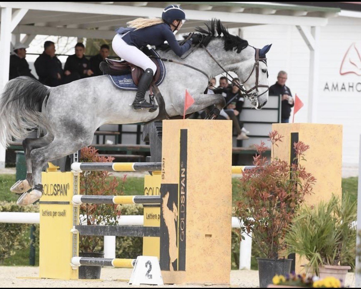 Springpferd Kiliman Sitte (Belgium Sporthorse, 2016, von Comme il Faut)