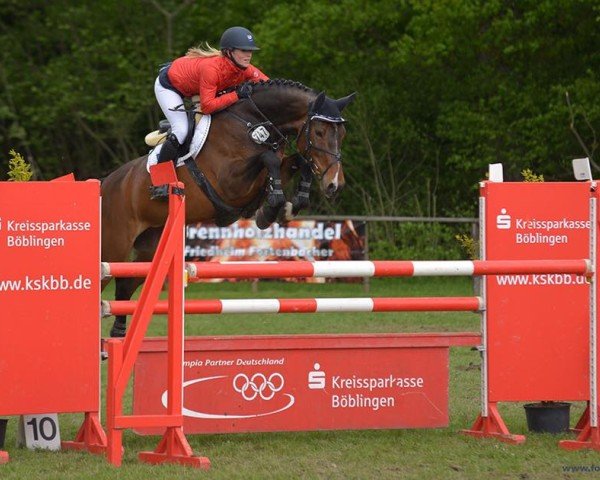 jumper Elena 160 (KWPN (Royal Dutch Sporthorse), 2009, from Whitesnake) jumper Elena 160 (KWPN (Royal Dutch Sporthorse), 2009, from Whitesnake)