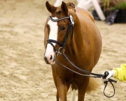 dressage horse Ochtenhusen's Great Gangster (German Riding Pony, 2012, from Fb Gangster)