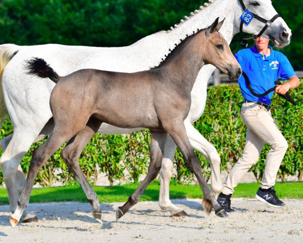 horse Coco Diaz van de Zeijerweg Z (Zangersheide riding horse, 2021, from Codex Diaz Z)