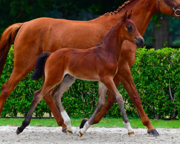 horse Classback van de Weidehof Z (Zangersheide riding horse, 2021, from Comme il Faut)