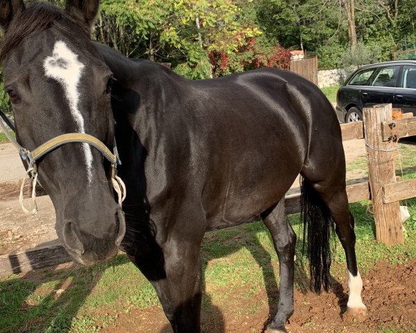 horse Bloody Mary (KWPN (Royal Dutch Sporthorse), 2006, from Acobat II)