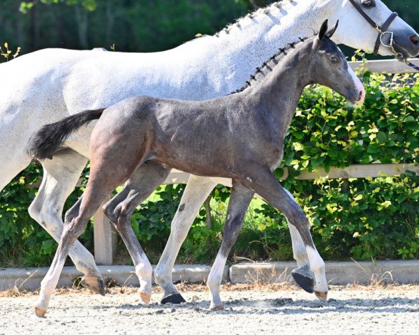 horse Light Warrior Evo Z (Zangersheide riding horse, 2021, from Levisto Z)