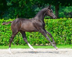 horse Pialoca van de Hoef Z (Zangersheide riding horse, 2021, from Perigueux)