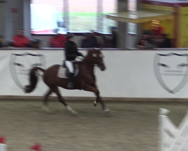 Reitturnier Prussendorf 2024