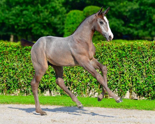horse Connery de Betze Z (Zangersheide riding horse, 2021, from Caribis Z)