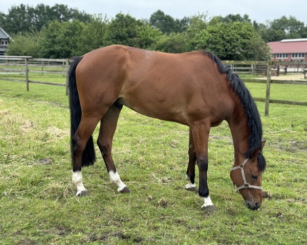 jumper El Chappo (Westphalian, 2020, from Eldorado van de Zeshoek)