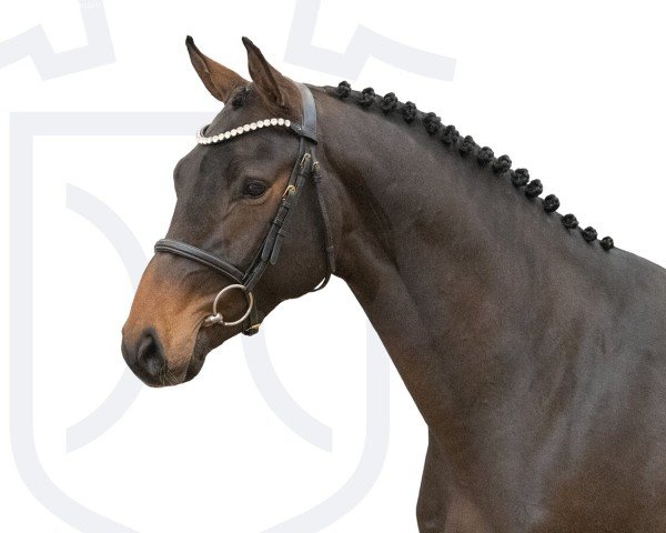 horse Diamando (Holsteiner, 2022, from Diamant de Semilly)